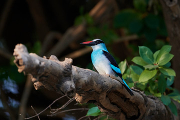 Blue-breasted kingfisher (Halcyon malimbica)
