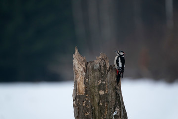 Great spotted woodpecker