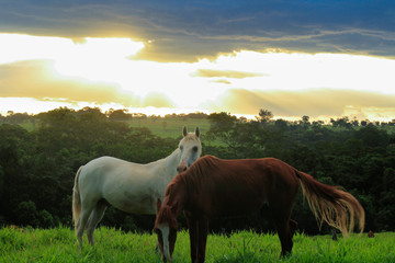 Obraz premium two horses on a meadow