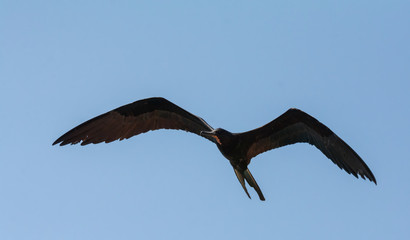 WIngs arched for lift a Magnificent Frigatebird glides along in a bright blue sky