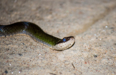 snake