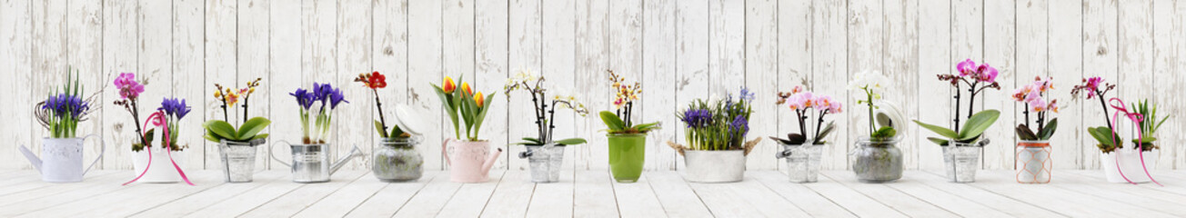flowers in pots set isolated on white wood background, web banner with copy space for florist shop...