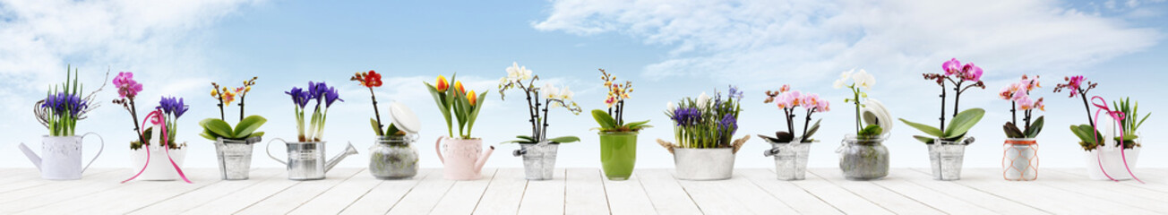 flowers in pots set isolated on white wood table and sky background, web banner with copy space for florist shop concept