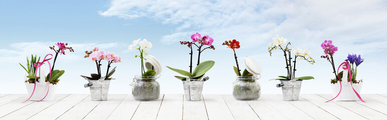 flowers in pots set isolated on white wood table and sky background, web banner with copy space for florist shop concept