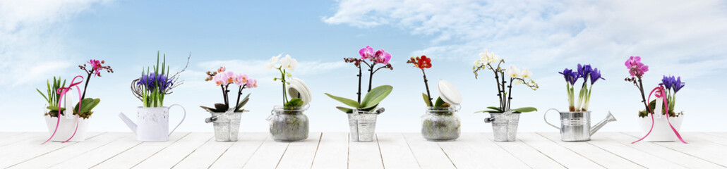 flowers in pots set isolated on white wood table and sky background, web banner with copy space for...