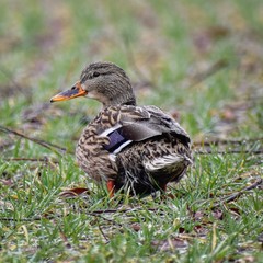 Duck