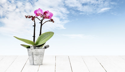 orchid flower plant in pot metal bucket isolated on wooden white table and sky background, web...
