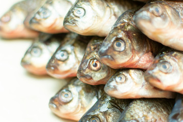 heads of fish laid out in a row on the table