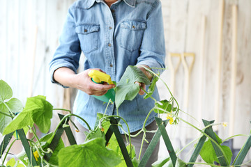 woman in vegetable garden sprays pesticide on leaf of plant with caterpillar, care of plants for...