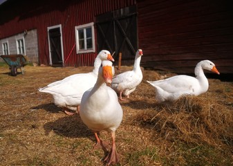 Goose in farm