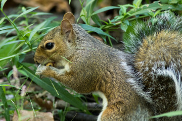 Eastern Grey Squirrel (Sciurus carolinensis), feeding in Central Park, Manhattan, New York, USA.