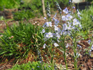 green,petal,summer,macro,natural,closeup,season,color,botany,colorful,violet,bloom,floral,flora,beautiful,blossom,spring,purple,background,beauty,blooming,blue,blue flowers,flower,garden,gentian speed