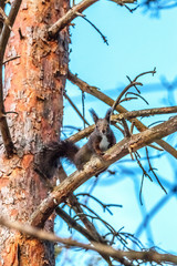 eurasian red squirrel walking in the snow