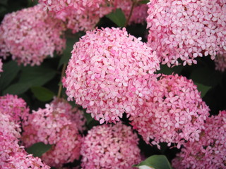 Hydrangea arborescens 'Invincibelle Spirit'