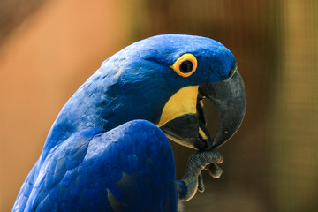 Park Blue and Yellow Big Parrot in the Bird Park, Brazil  