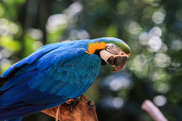 Park Blue and Yellow Big Parrot in the Bird Park, Brazil  