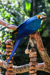 Park Blue and Yellow Big Parrot in the Bird Park, Brazil  