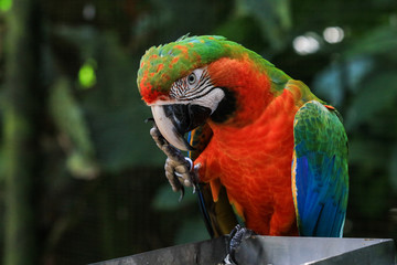 Colorful and Bright Parrot in the Rain Forest, Brazil