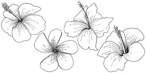 Vector Hibiscus floral tropical flowers. Black and white engraved ink art. Isolated hibiscus illustration element.