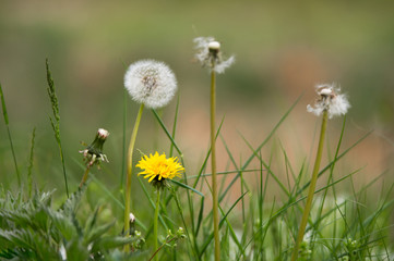 different generation of dandelions from abloom to withered in the meadow