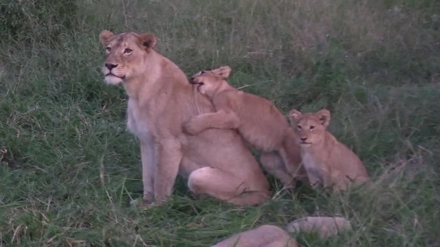 Lioness and Playful Cub Interaction, Late Afternoon, Greater Kruger National Park.