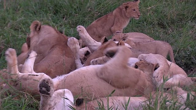 Lion Pride, Mothers and Cubs, Playful Interaction and Grooming.