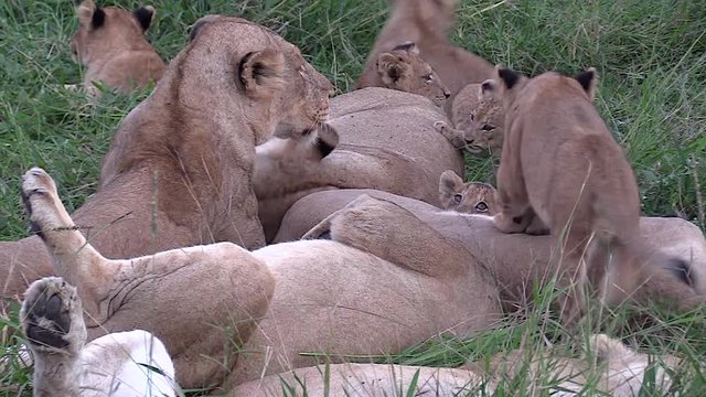 Pride of Lions, Cubs and Lionesses Playful Interaction.