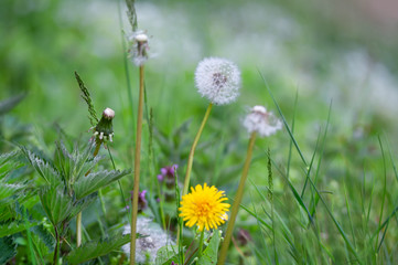 different generation of dandelions from abloom to withered in the meadow
