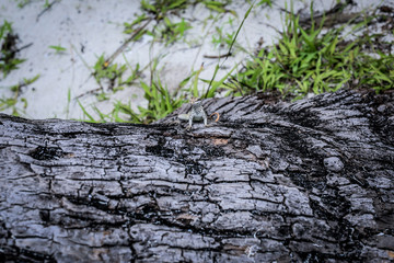 Luxury Beaches of the Paradise Island, Dominicana