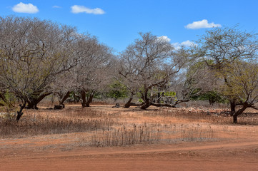 Sertão nordestino com seca e falta de água