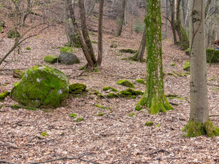 Muschio nel bosco