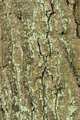 old oak tree bark texture background