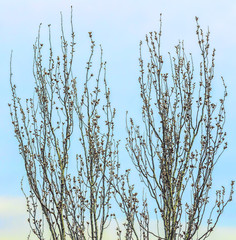 bouquet of willow flowers is on the table