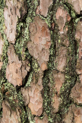 old pine tree bark texture background