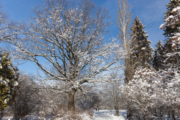 Footpath in the Moscow city Park. Trees in snow. Sunny winter day. Vacationers citizens walk in the Park.