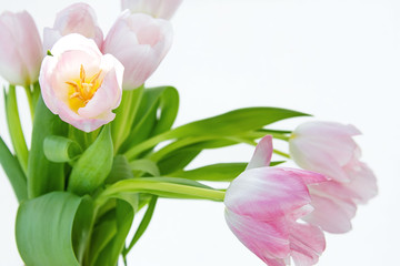 View of a bouquet of tulips on a white background.