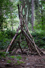 branch structure in forest