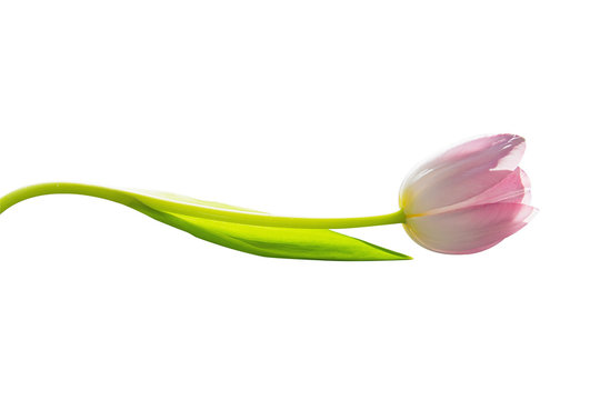 Isolate pink tulip natural shades whose stem is bent by the wave.