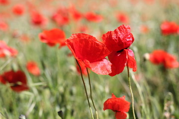 Obraz premium mohn