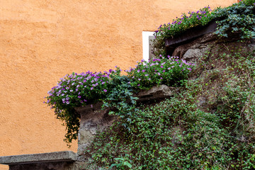 The stone wall is decorated with live plants against the background of an orange house.