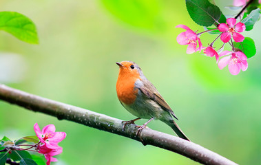 spring natural background with a little cute songbird Robin sitting in the may garden on a branch...