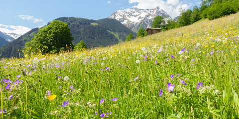 Panorama einer Bergblumenwiese im Frühling