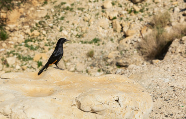 starling in the negev desert israel