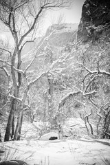 Whimsical Winter Forest Zion National Park