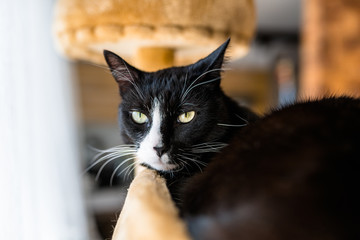 A black cat with a black and white snout, lies on a brown, cat scratcher inside the home.