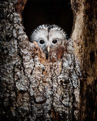 Ural Owl hidden in a tree hole looking out curiously - National Park Bavarian Forest - Germany - 254248397