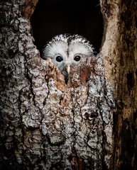 Foto op Plexiglas Oeraluil verstopt in een boomholte en nieuwsgierig uitkijkend - Nationaal Park Beierse Woud - Duitsland © Alexandra Giese