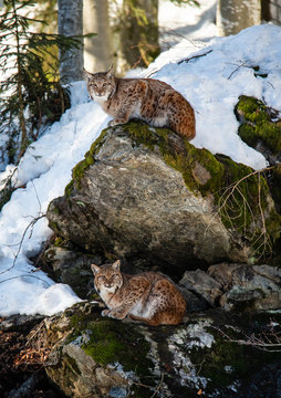 two lynxes resting on mossy stones in the snowy winter forest - National Park Bavarian Forest - Germany