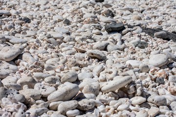 White Coral Beach Texture 2