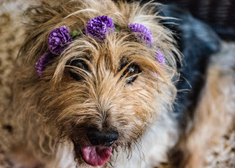 Cagnolino con coroncina du fiori  © RitaRose